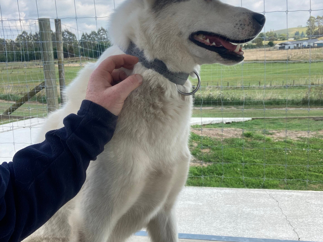 Timberline Racing Siberian Huskies-陶波必去景点