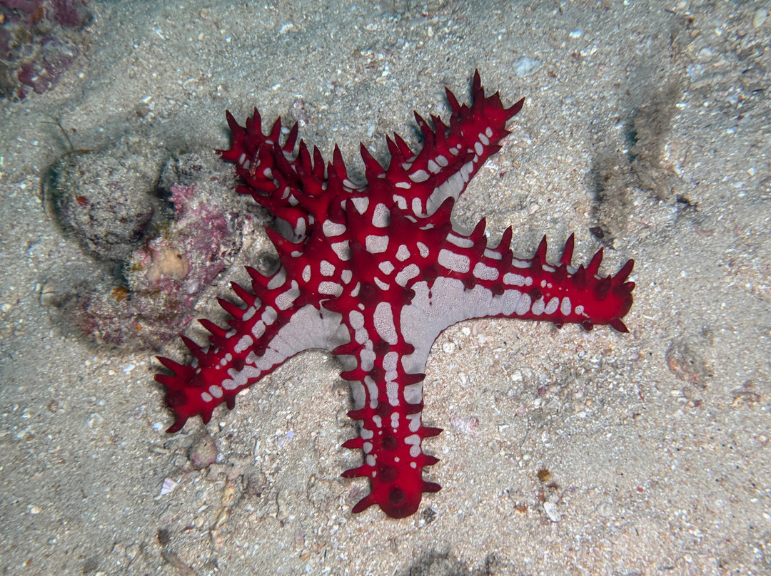 Scuba Duka-迪亚尼必去景点