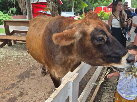 Dreams Park Show-伊瓜苏必去景点