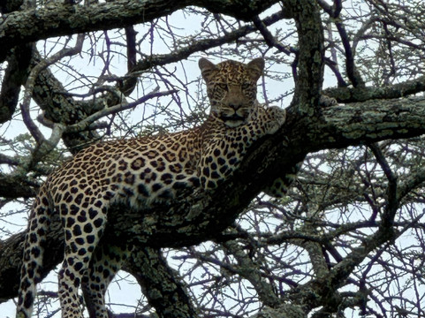 Meijo Safaris-阿鲁沙区必去景点
