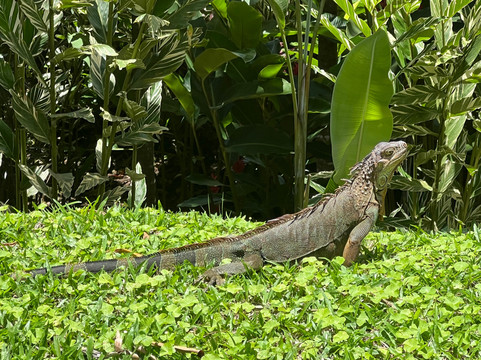 Pacific Trade Winds-Nuevo Arenal必去景点
