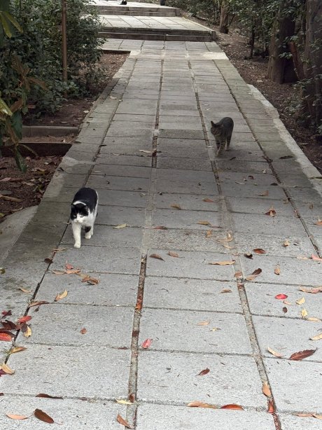 帕米耶广场温泉度假酒店-官方