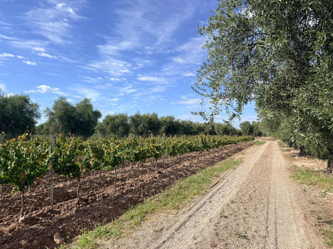 Finca El Paraíso - Bodega Luigi Bosca-Maipu必去景点