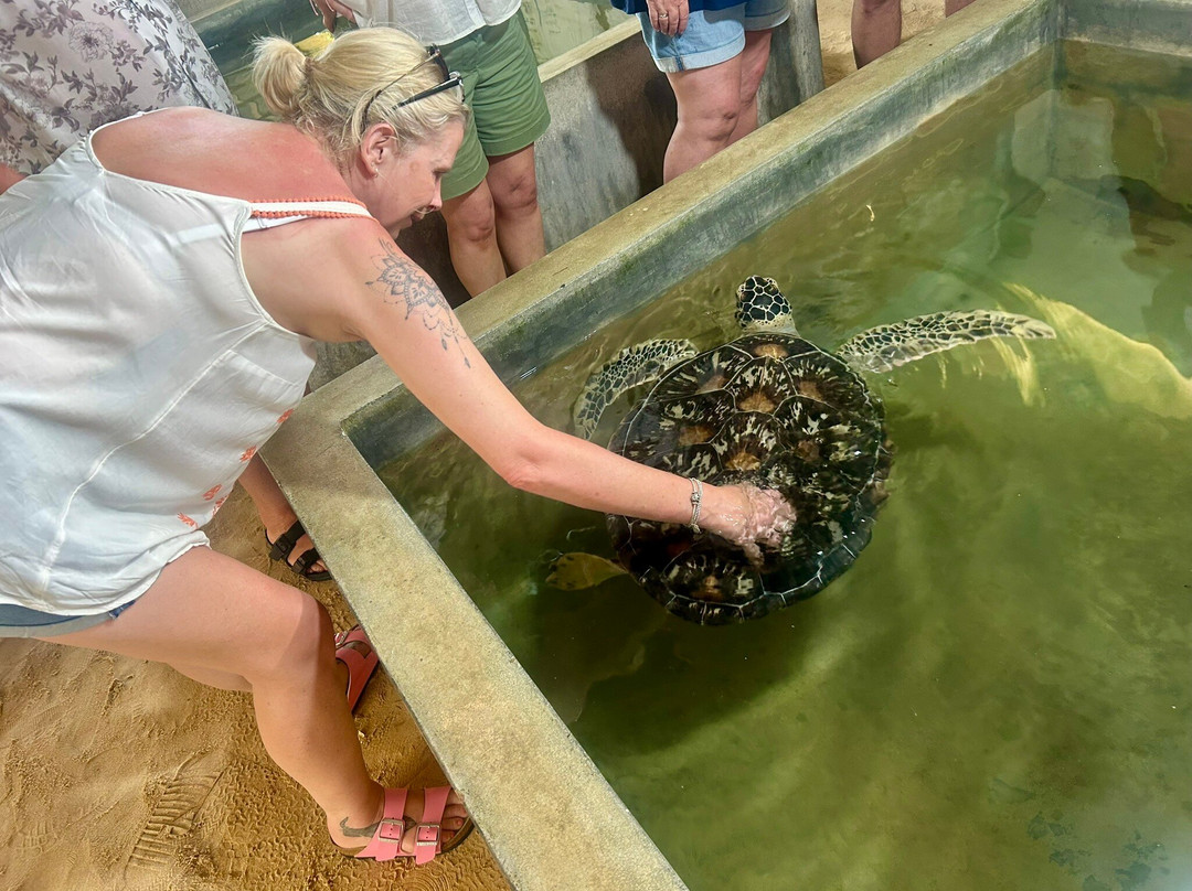 Sea Turtle Farm Galle Mahamodara-加勒必去景点