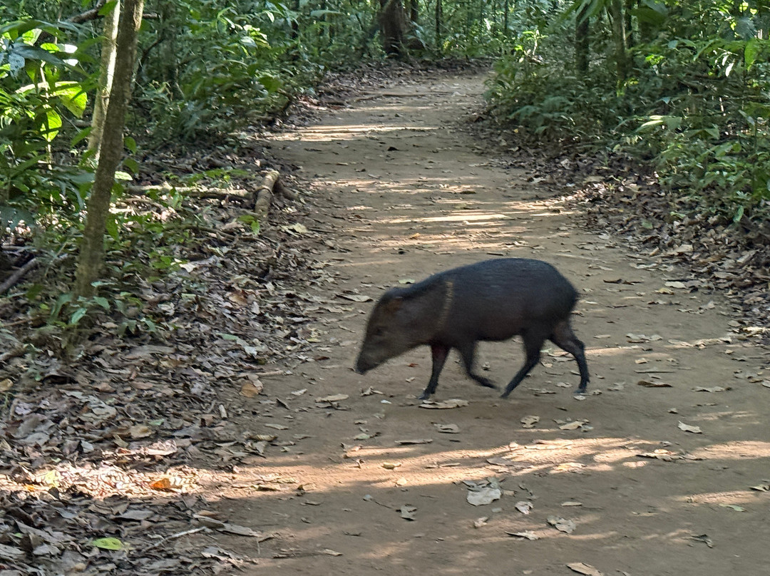 Surcos Tours-希门尼斯港必去景点