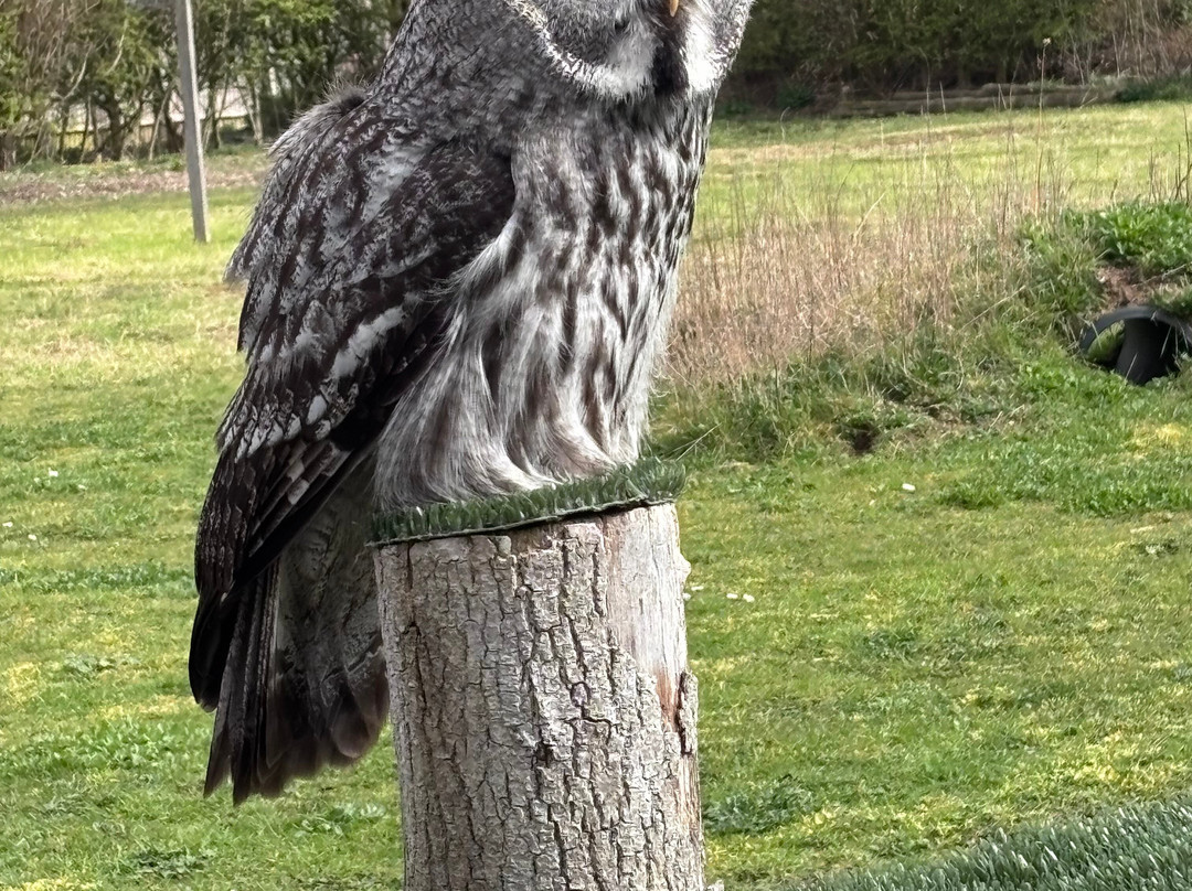 Suffolk Owl Sanctuary-Stonham Aspal必去景点