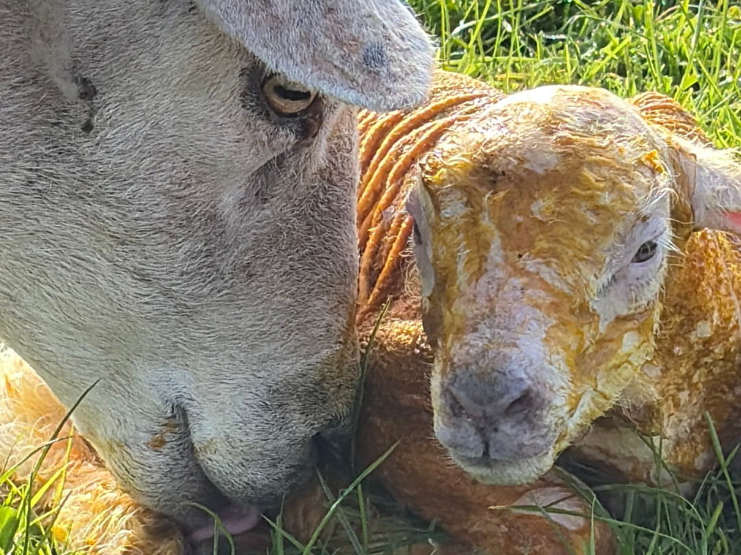 Somerset Sheep Trekking-Pitminster必去景点