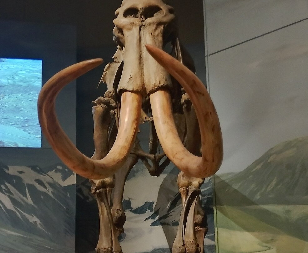 Museum of Cardiff-卡迪夫必去景点