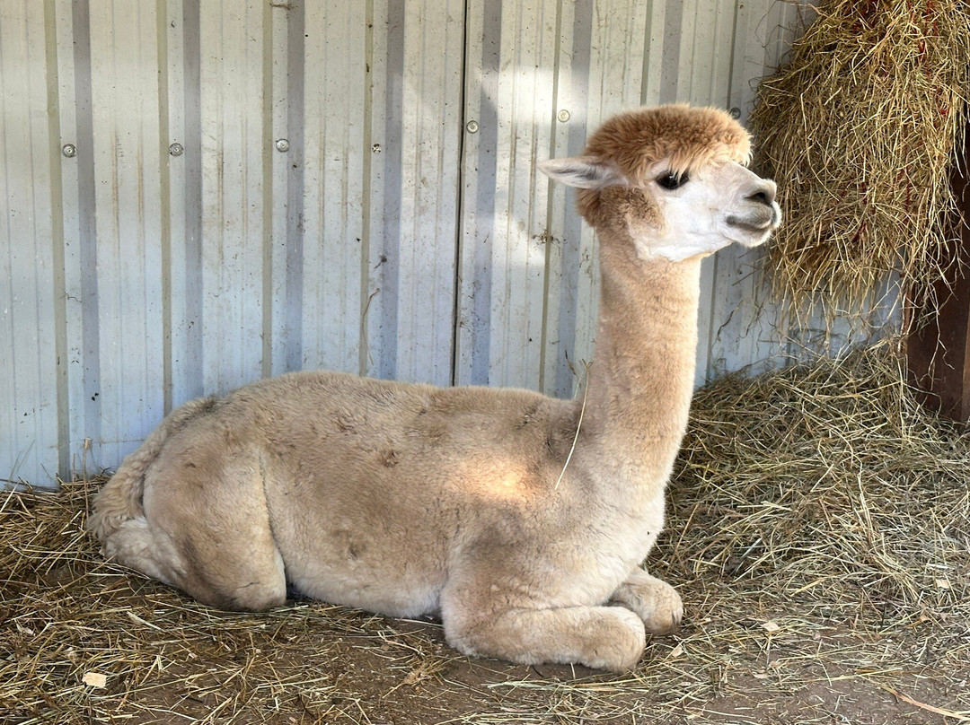 Alpacas de la Tierruca-Llanos必去景点