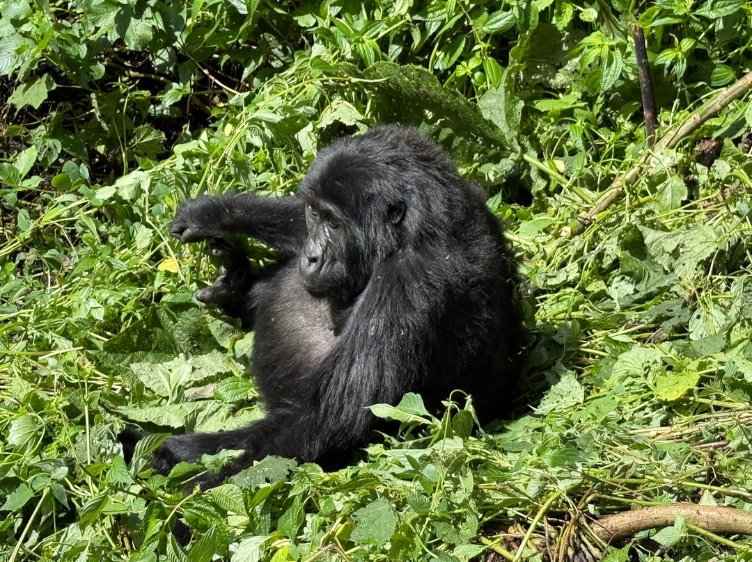 Africa Reveal Safaris-Namugongo必去景点