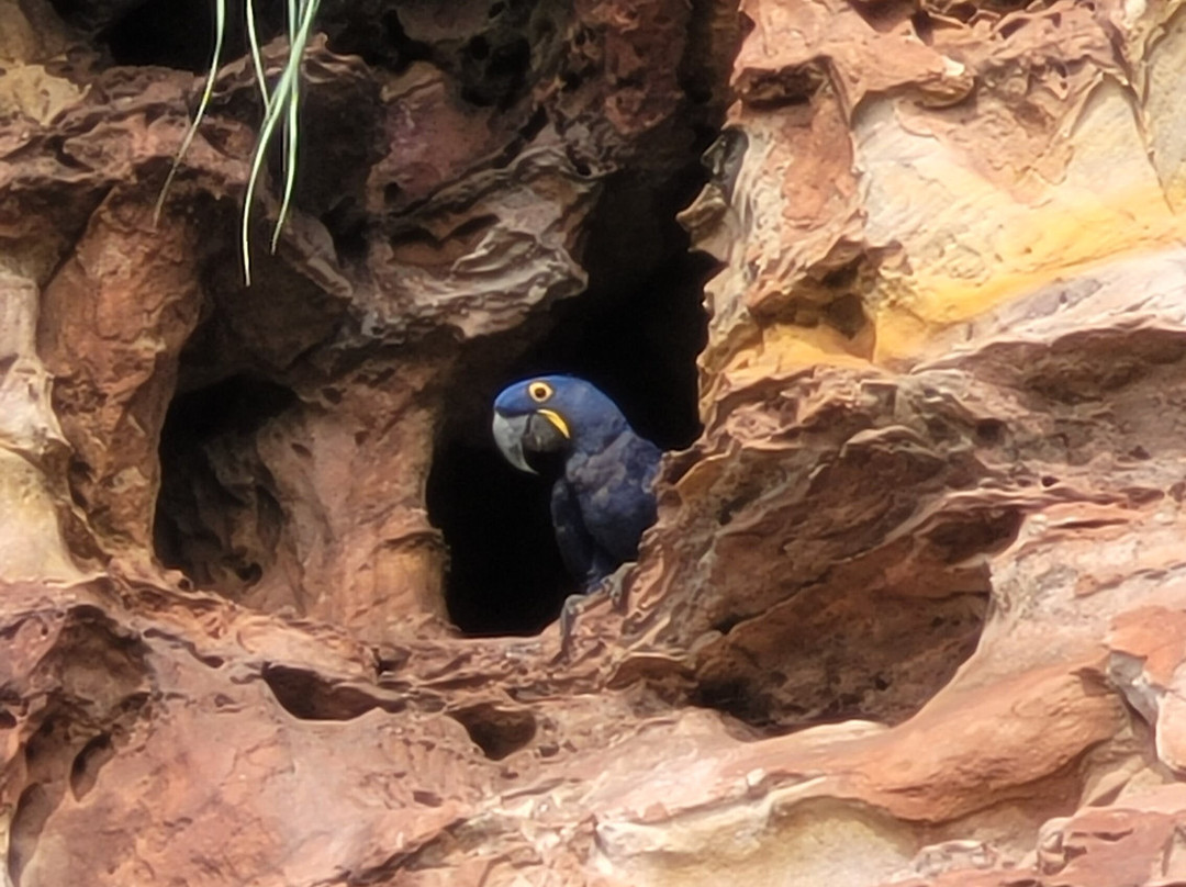 Jalapão Gaviões do Cerrado-Ponte Alta do Tocantins必去景点