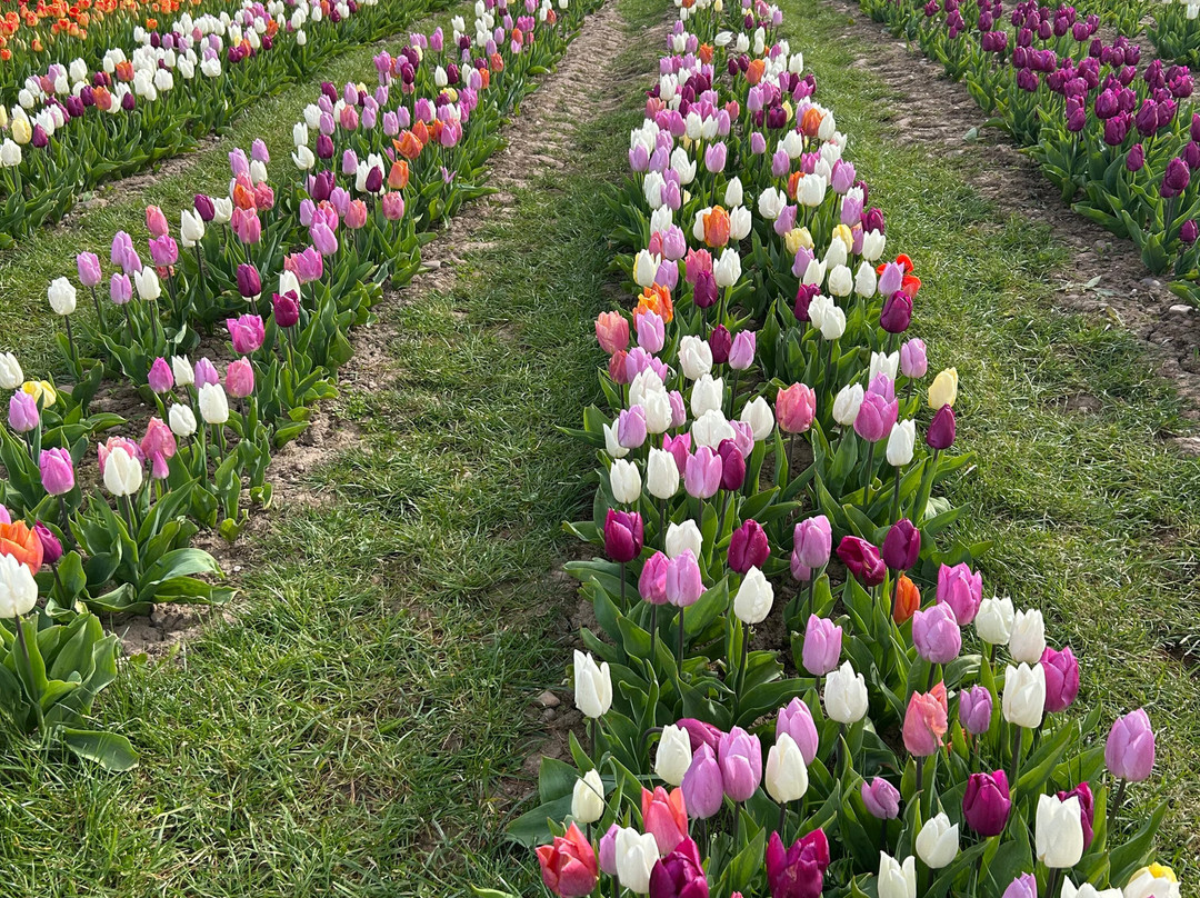 Tulleys Tulip Garden - Warwickshire-沃里克必去景点