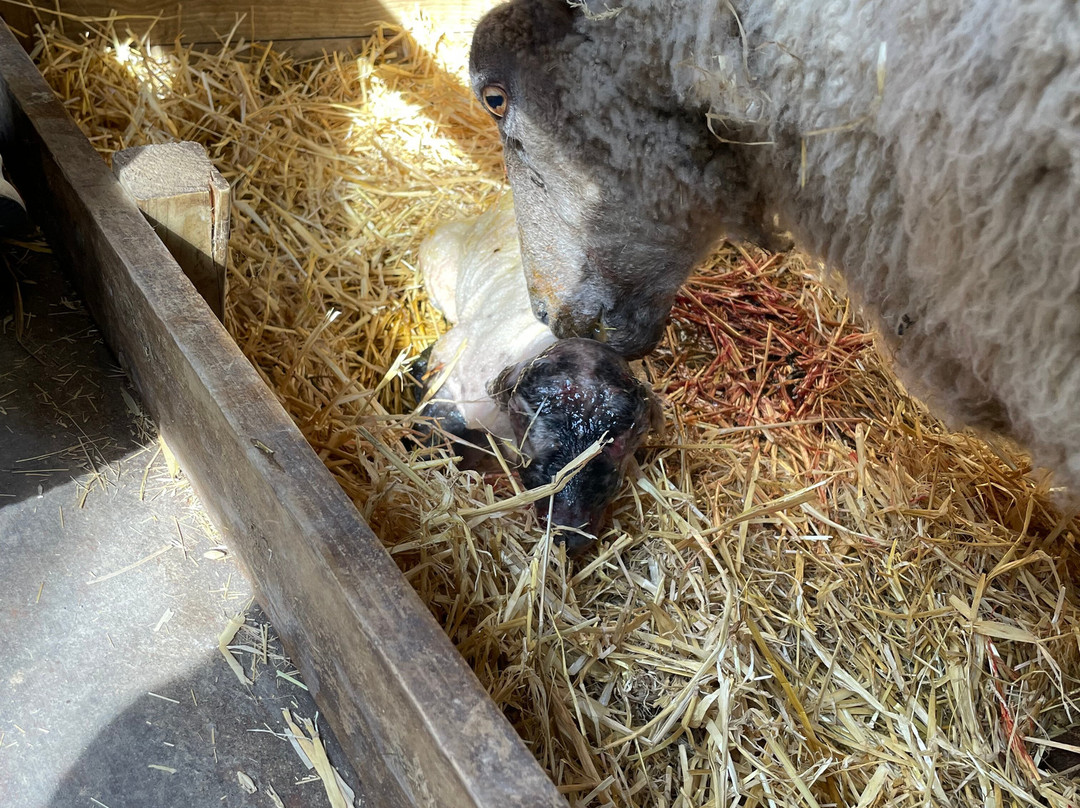 Coombes Farm-Coombes必去景点