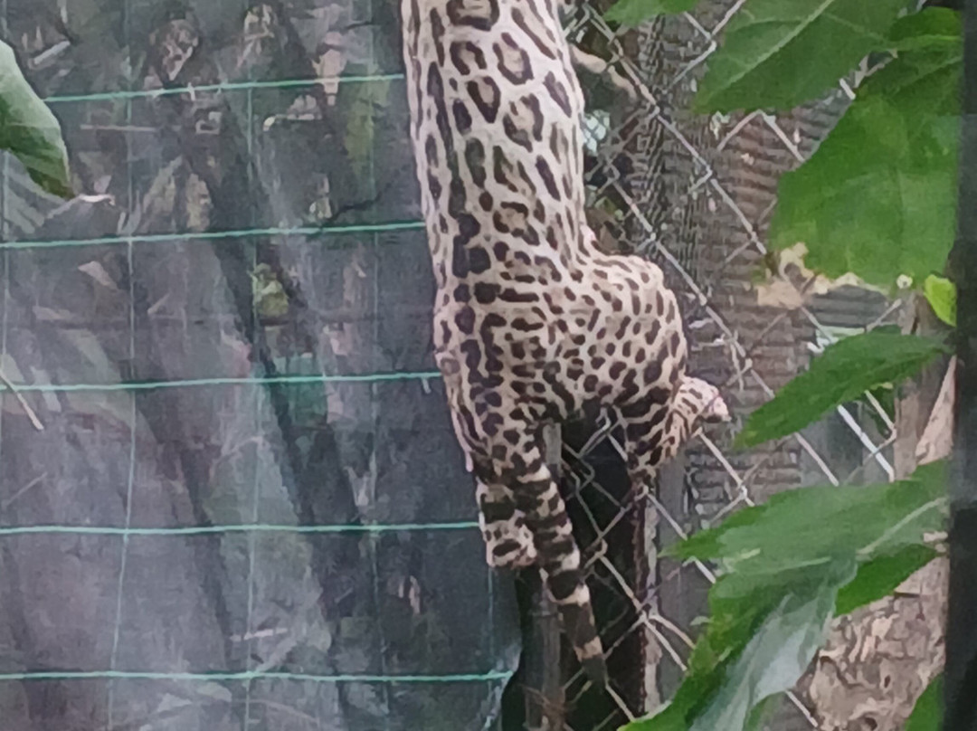 Refugio Animal De Costa Rica-圣安娜必去景点