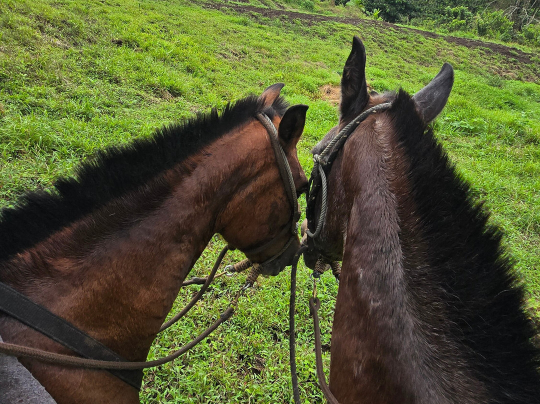 Cabalgata Don Tobias-福德圣卡洛斯必去景点