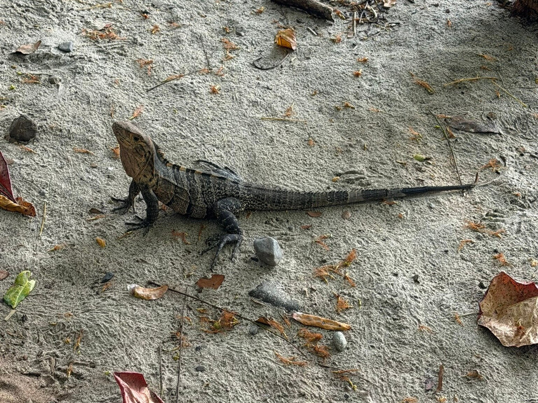 Manuel Antonio National Park-哥斯达黎加安东尼奥国家公园必去景点