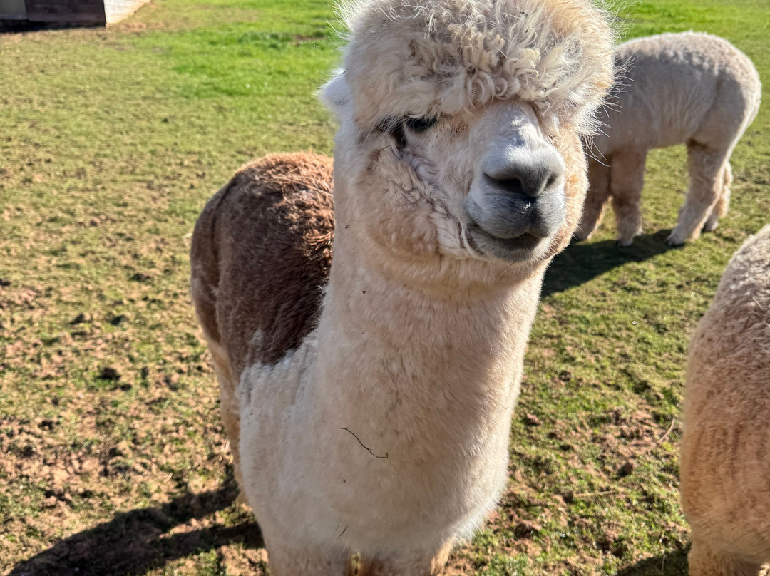 Stoke Wood Alpacas-汤顿必去景点