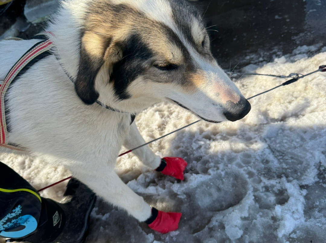 Husky Tours By Snowhotel Kirkenes-希尔克内斯必去景点