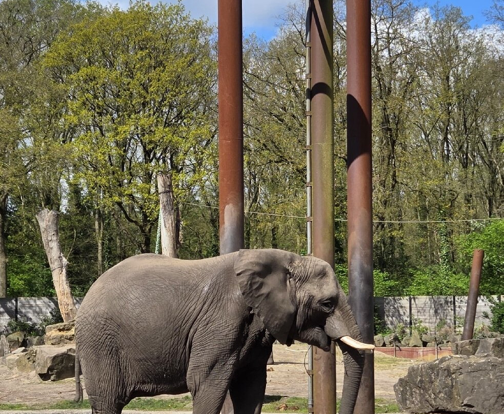 Ouwehands Zoo Rhenen-Rhenen必去景点