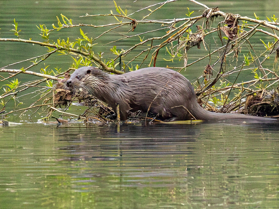 GG Wildlife Experiences Ltd-Goring-on Thames必去景点