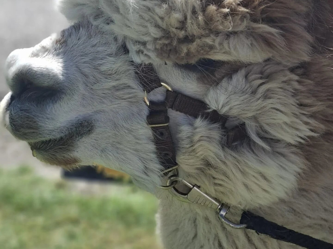 Alpaca Zeeland-Nieuwdorp必去景点