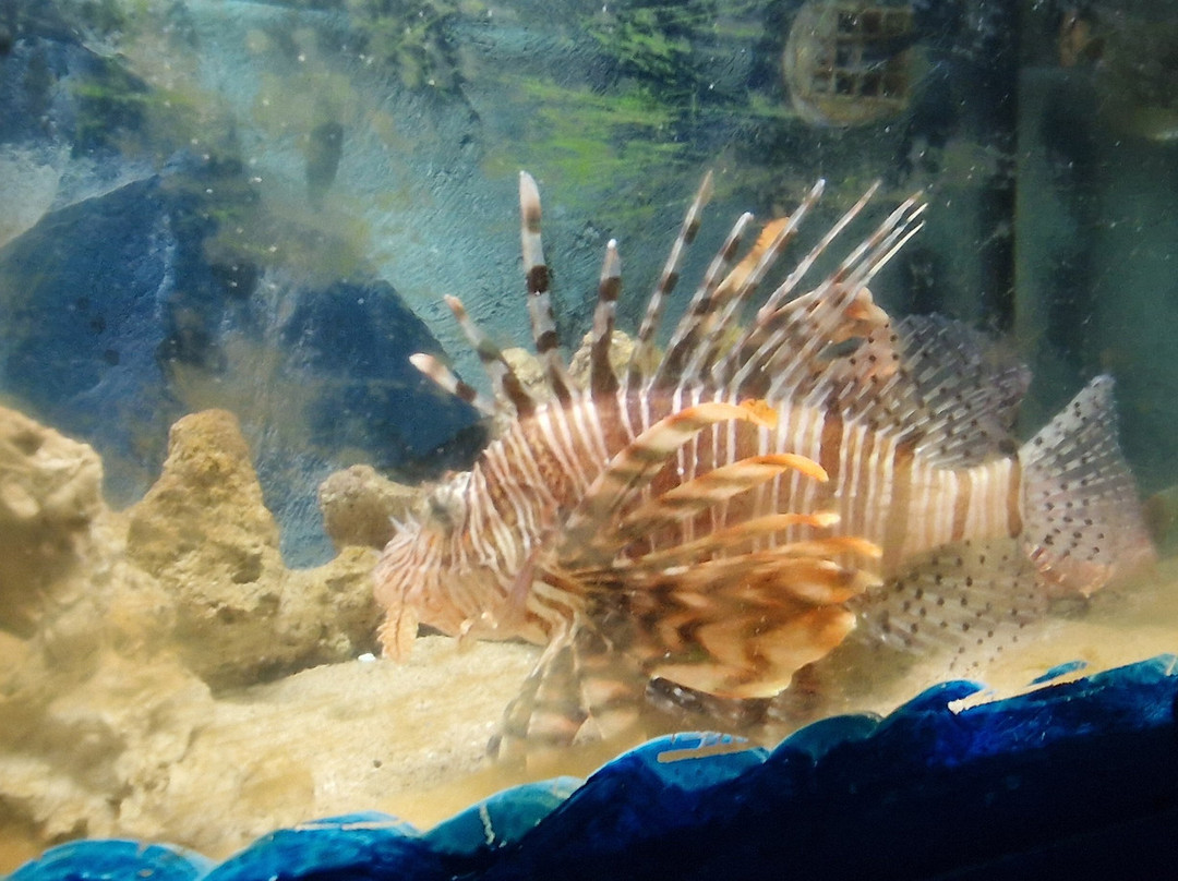 Aquarium Of Faliraki (Aquaworld)-Faliraki必去景点