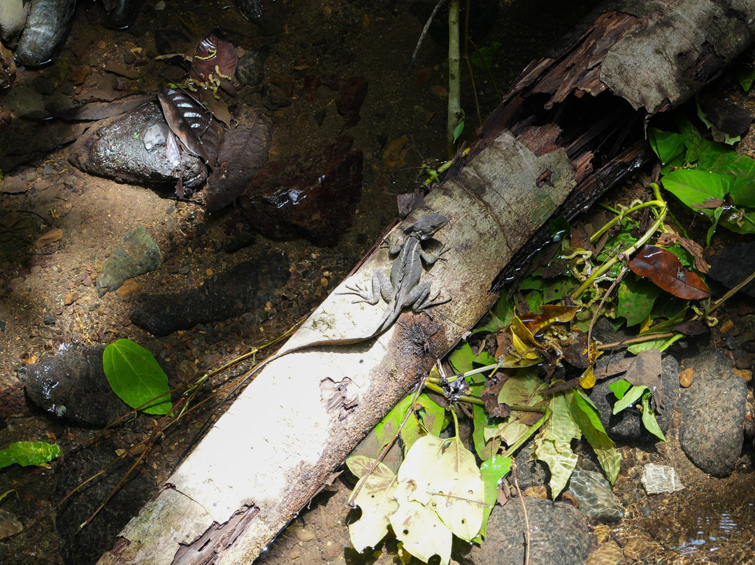 Birding and Nature tours in Carara-Tarcoles必去景点