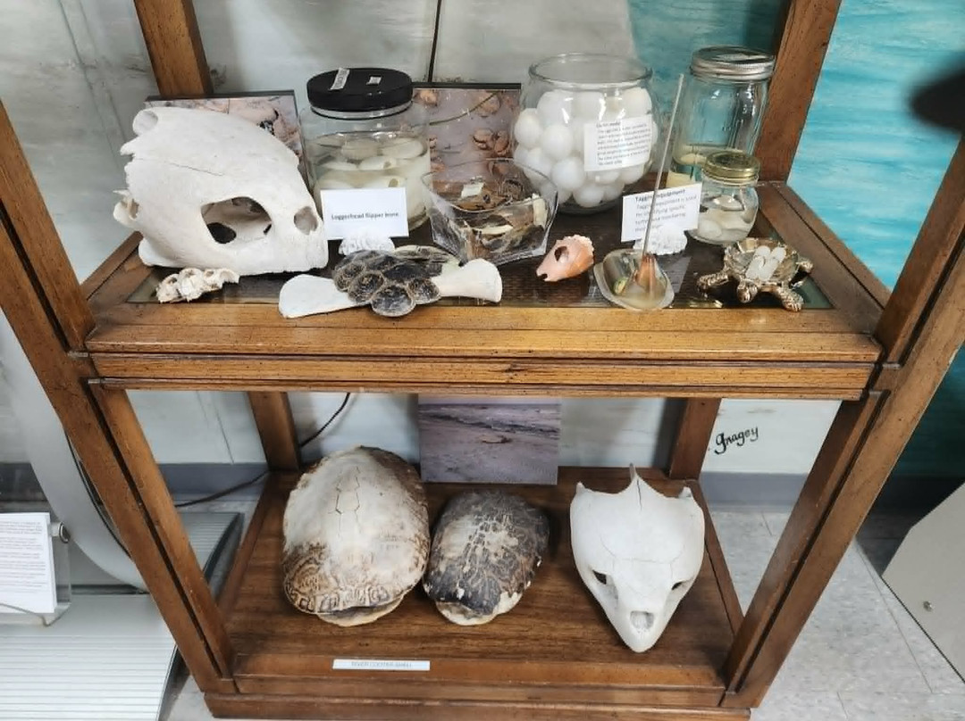 Forgotten Coast Sea Turtle Center