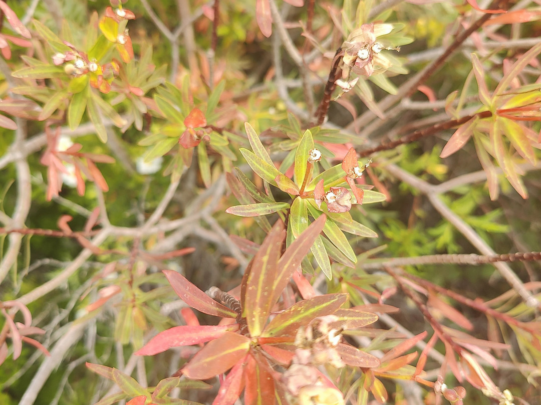 Asinara Charter Service-斯廷蒂诺必去景点