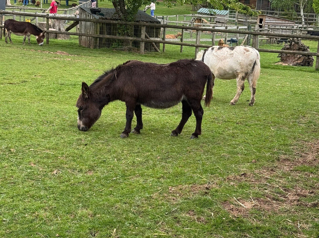 Small Breeds Farm Park-Kington必去景点