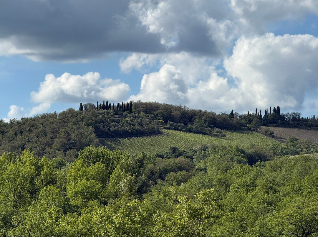 Le Miccine Vineyards And Winery-加约莱因基安蒂必去景点