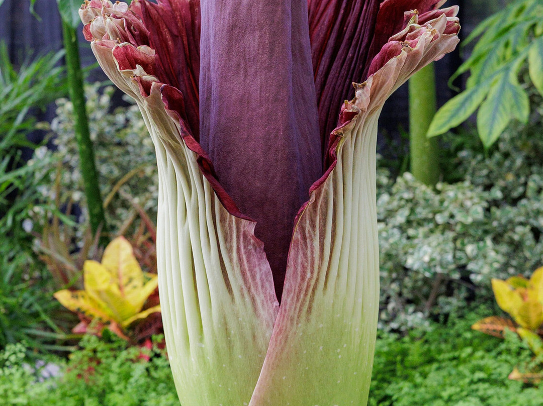Shangri La Botanical Gardens and Nature Center-奥兰治必去景点