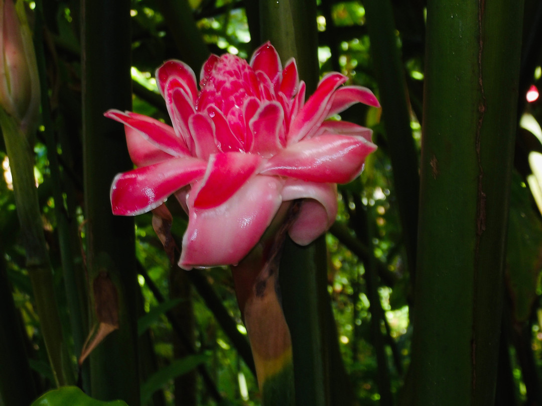 Flower Forest-Saint Thomas Parish必去景点