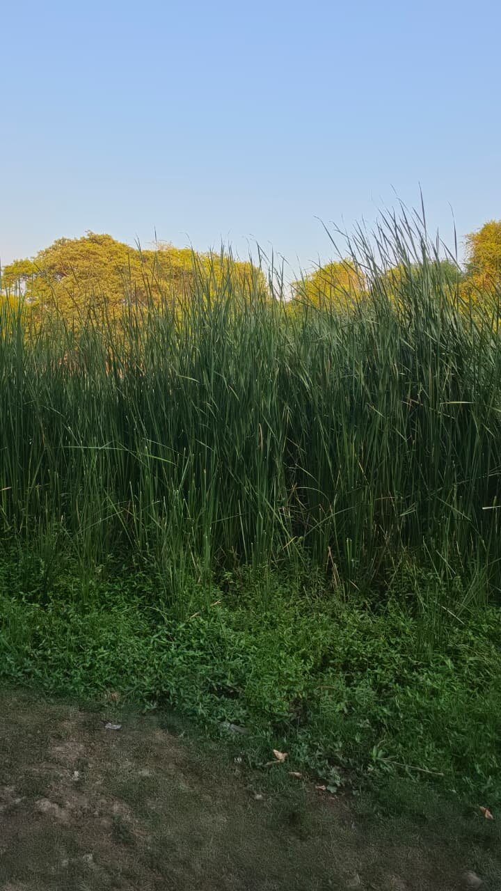 阿尼尔农场吉尔丛林度假村-旅行者