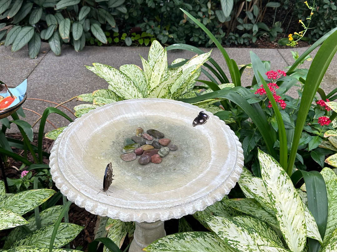 Missoula Butterfly House & Insectarium-米苏拉必去景点