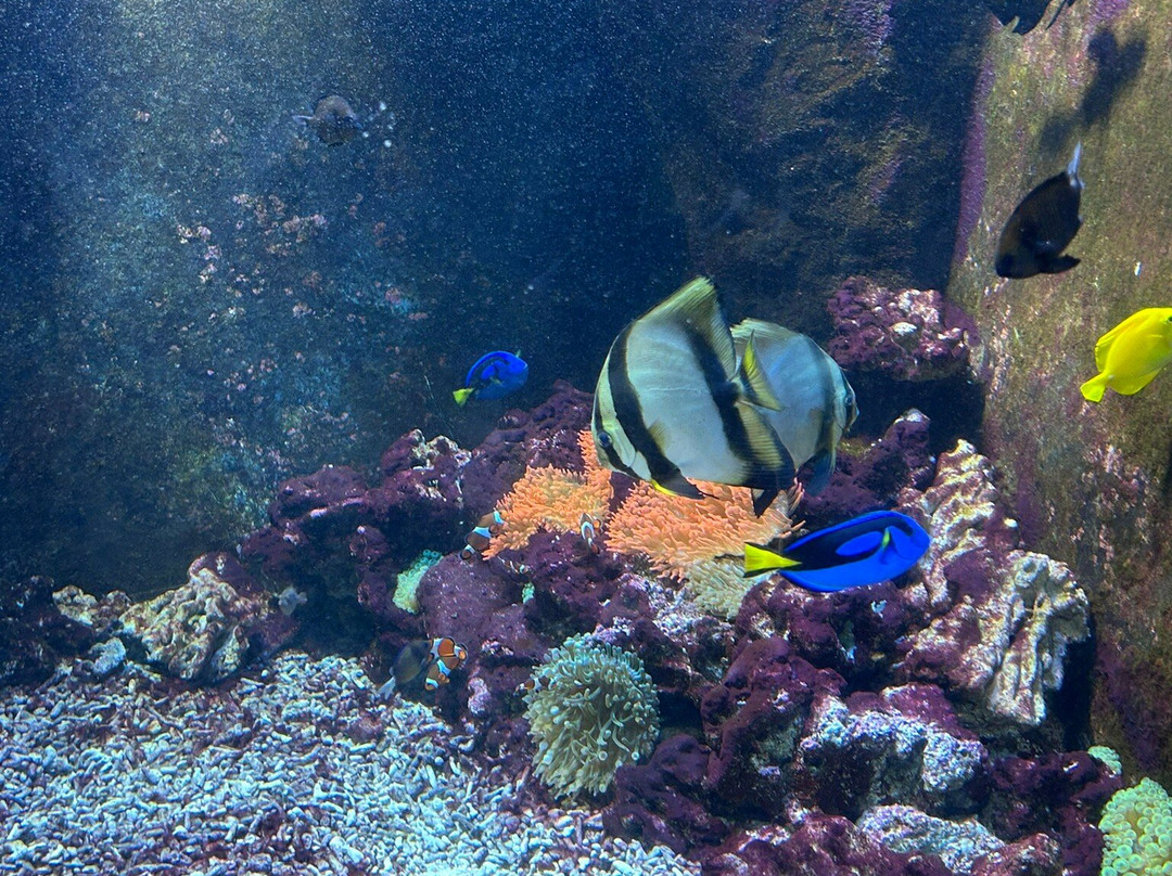 Acquario Di Livorno-里窝那必去景点