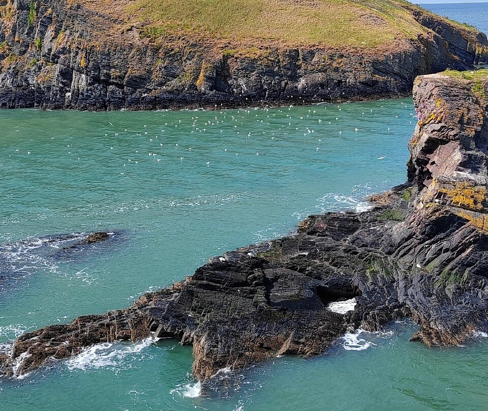 Cardigan Island Coastal Farm Park-Cardigan必去景点