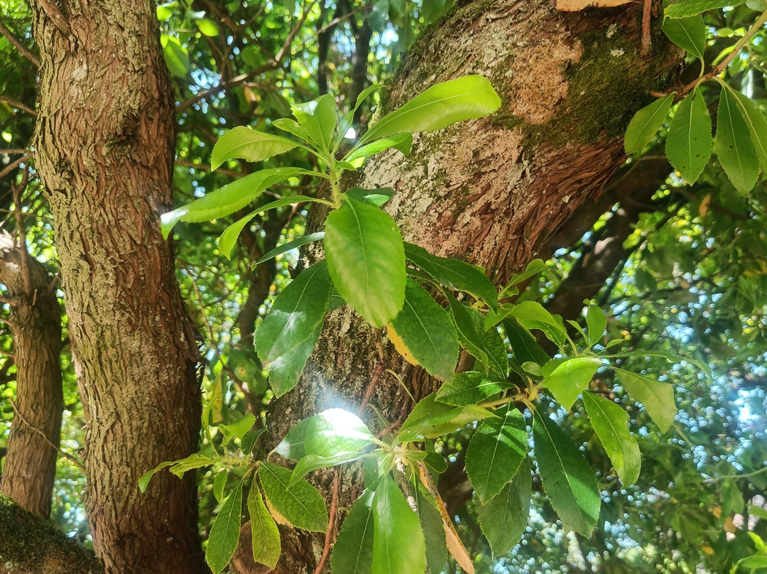 West Dean Gardens-奇切斯特必去景点