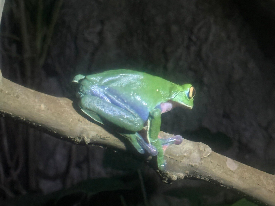 Ranario Monteverde Frog Pond-圣埃伦娜必去景点