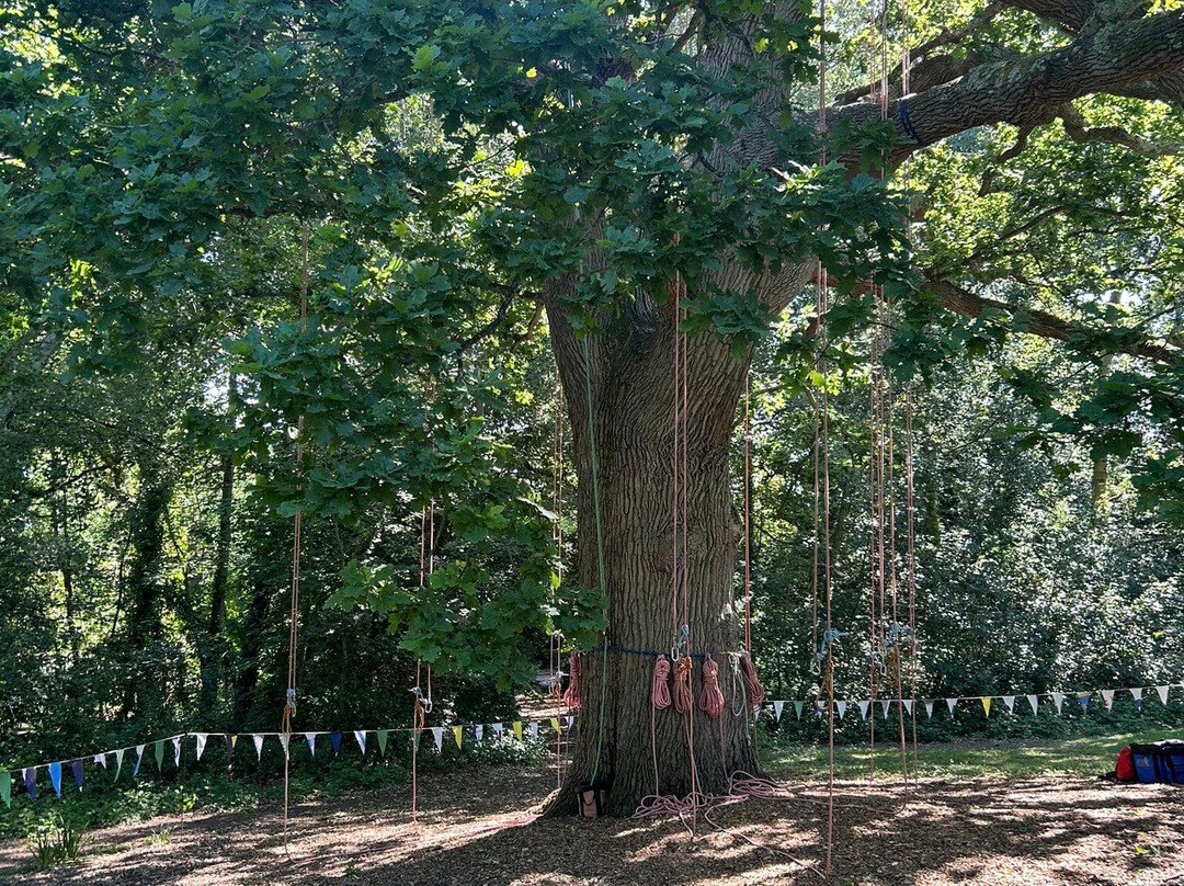 Goodleaf Tree Climbing-赖德必去景点