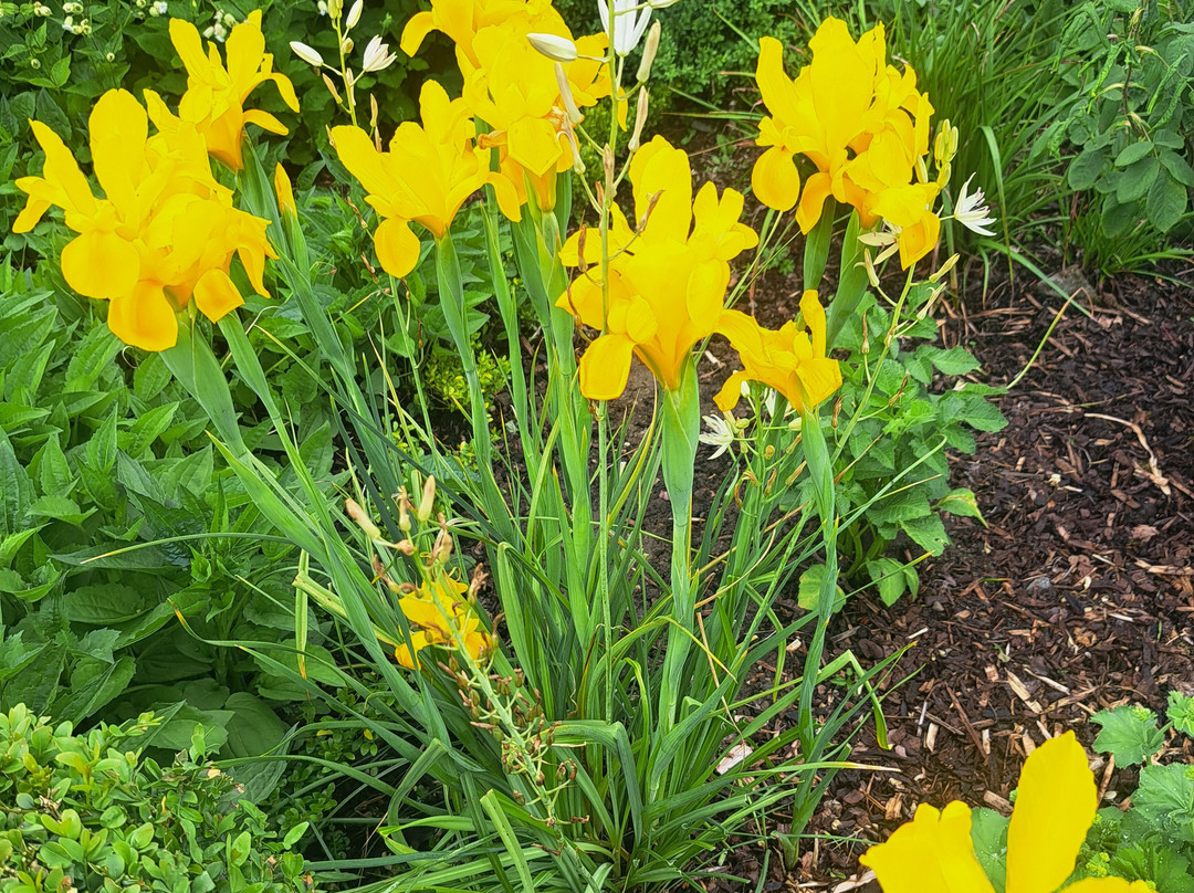 Woodville Walled Garden-Kilchreest必去景点
