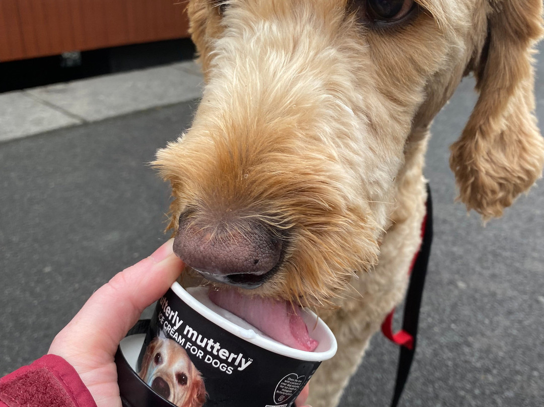 Welshpool and Llanfair Light Railway-Welshpool必去景点