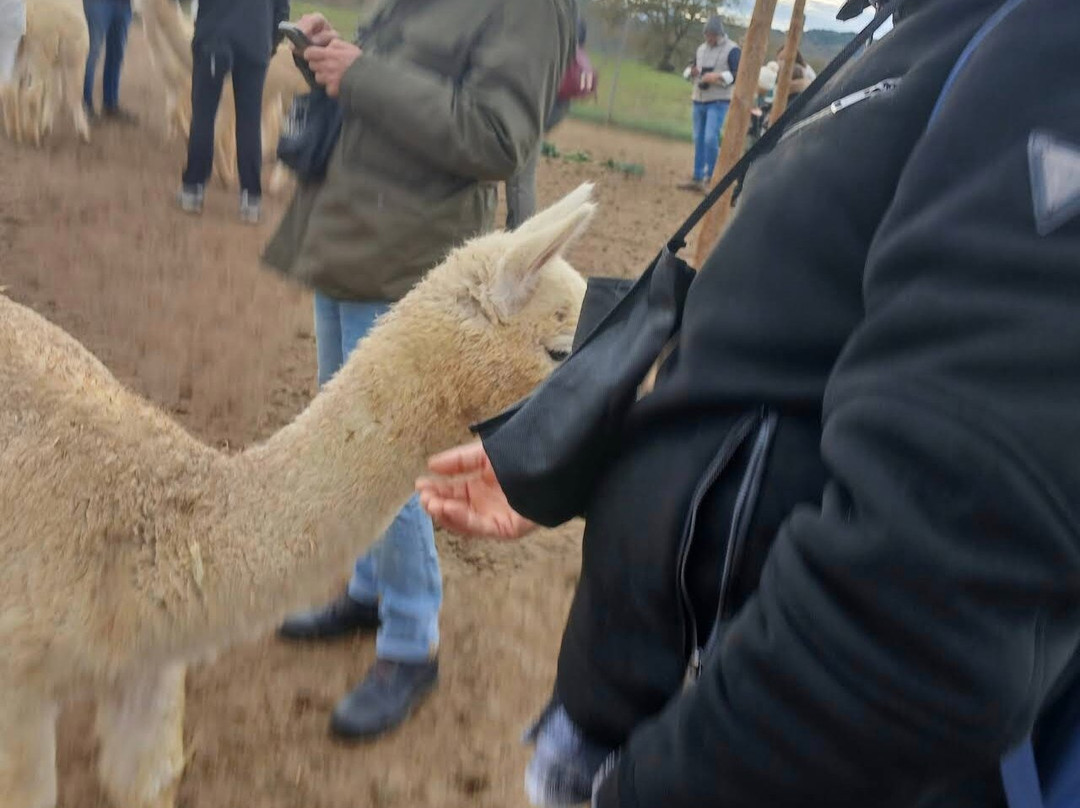 Albus Alpacas-Sasso d'Ombrone必去景点