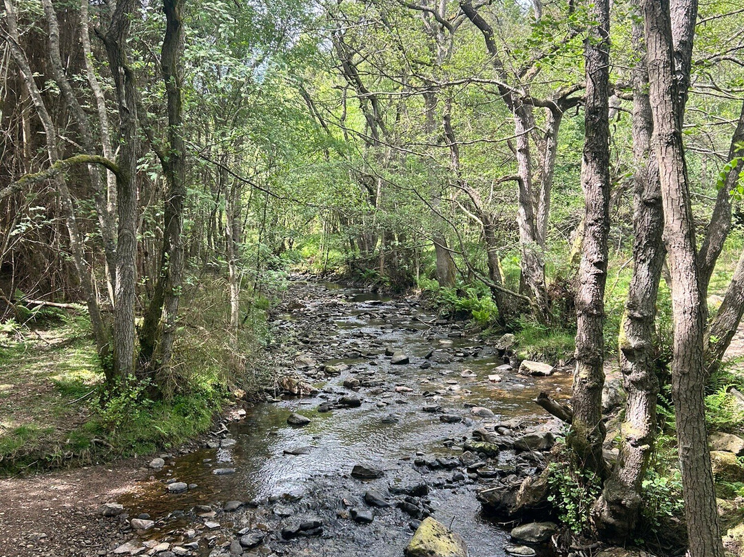 Hamsterley Forest-Hamsterley必去景点