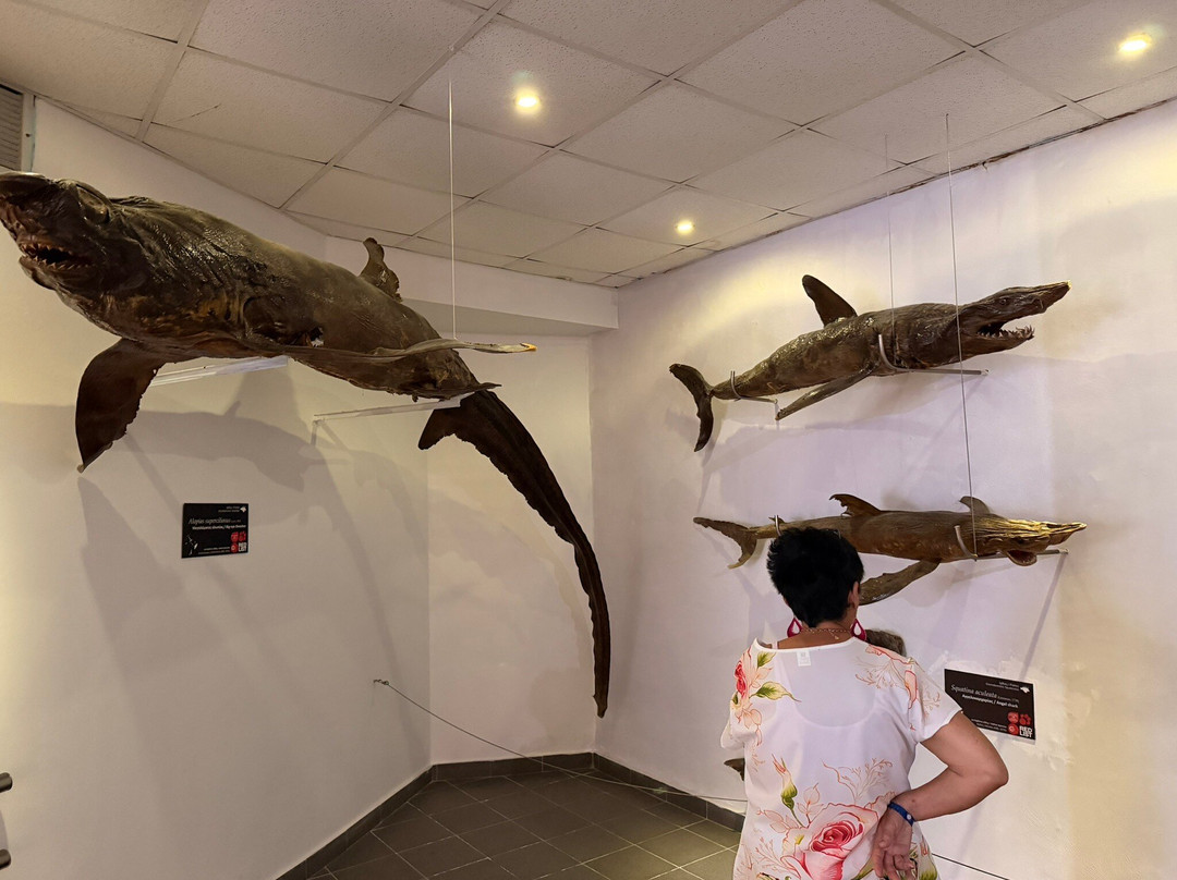 Aquarium of Rhodes - Hydrobiological Station-罗德城必去景点