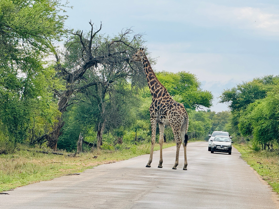 Kruger National Park-尼斯普鲁特必去景点