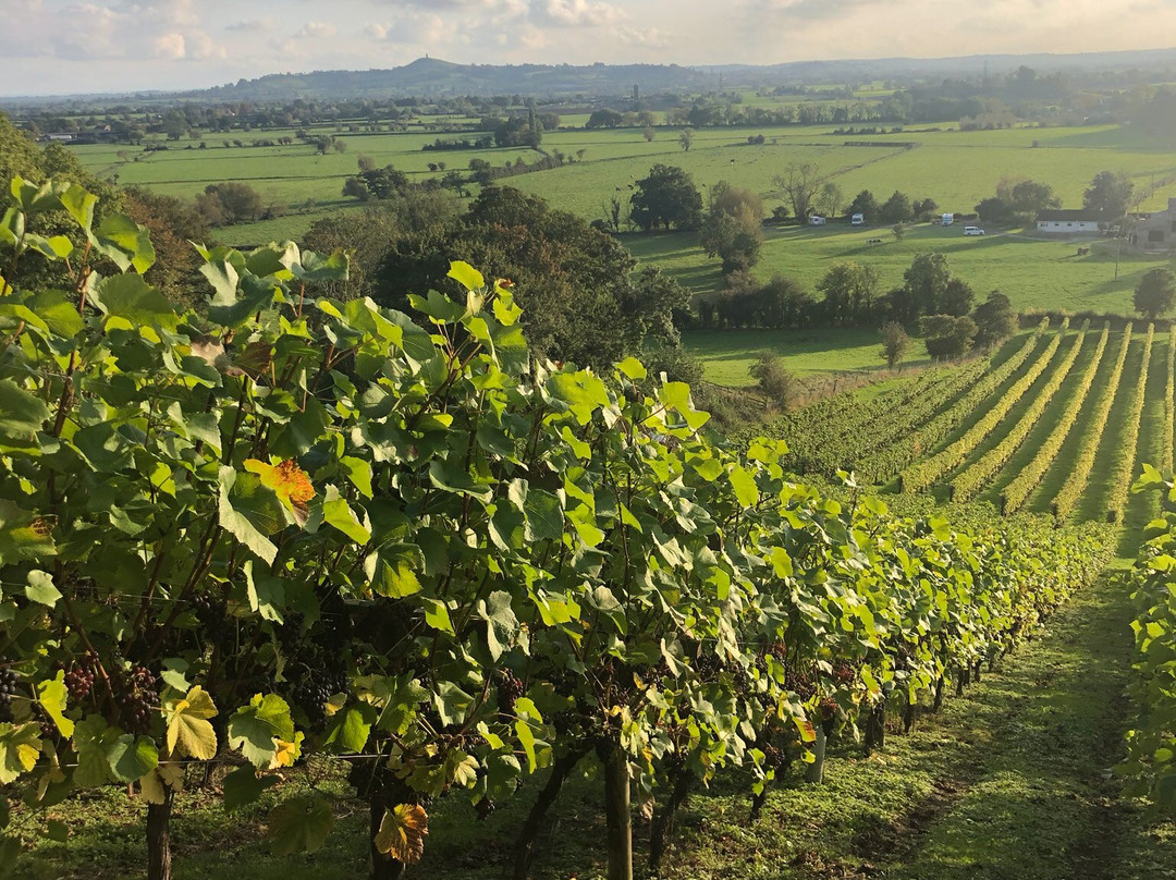 Fenny Castle Vineyard-Wookey必去景点