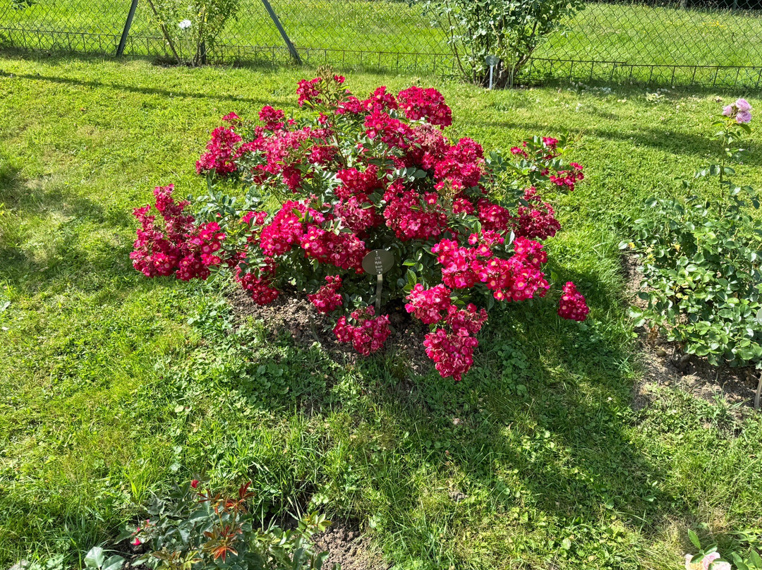 Garten der Rosenneuheiten-巴登巴登必去景点