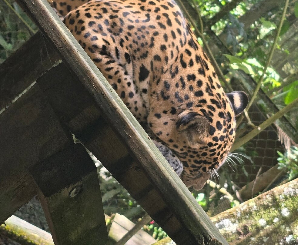 Zoo De Guadeloupe Au Parc Des Mamelles-Bouillante必去景点