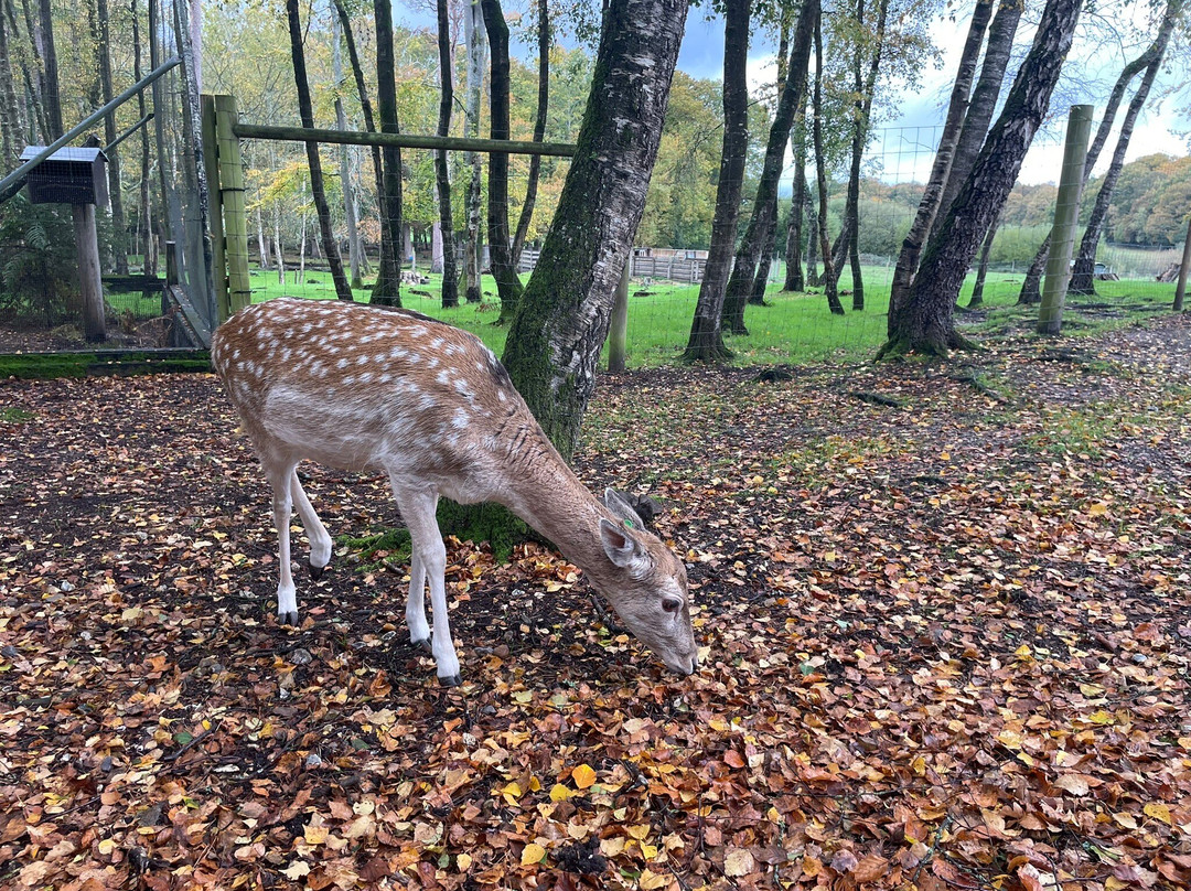 New Forest Wildlife Park-Ashurst必去景点